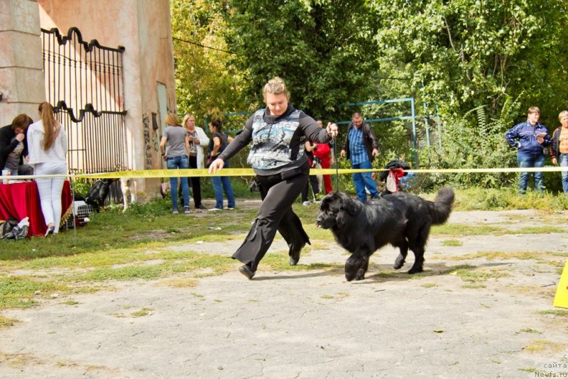 Фото: ньюфаундленд CHernyiy Balu Borislav (Черный Балу Борислав), YUliya Ruzinskaya (Юлия Рузинская)