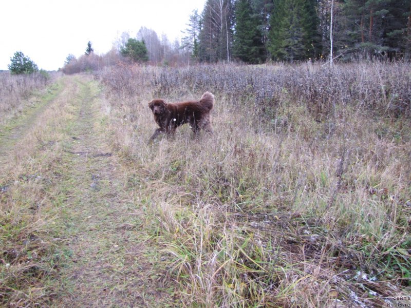 Фото: ньюфаундленд Sverkayuzhaya Gora Mashame (Сверкающая Гора Машаме)