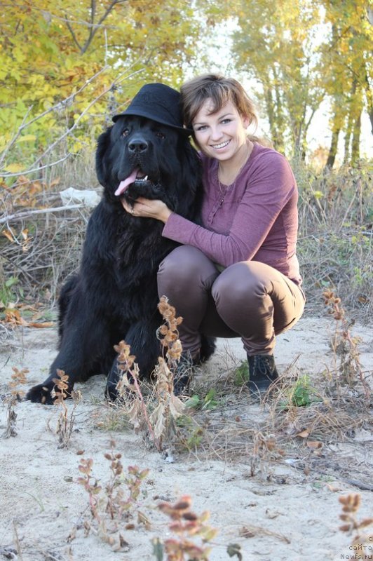 Фото: Tat'yana Tihonova (Татьяна Тихонова), ньюфаундленд Severtan CHelentano (Севертан Челентано)