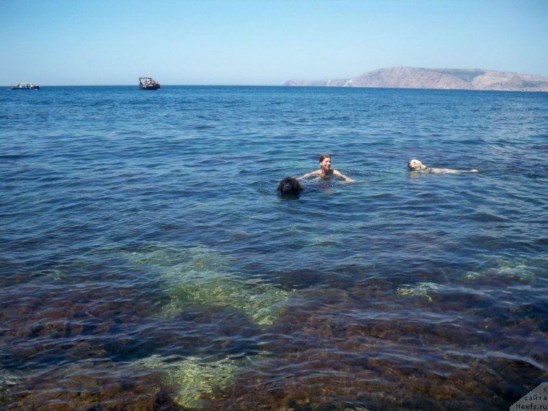 Фото: ньюфаундленд Sun Sheikh Bavariya Belle (Сан Шейх Бавария Бель), Anna Zolotova (Анна Золотова)