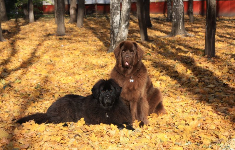 Фото: ньюфаундленд CHansi iz Zolotogo Treugol'nika (Чанси из Золотого Треугольника), ньюфаундленд Chernyi Sharm Angel'skaya Krasota (Черный Шарм Ангельская Красота)