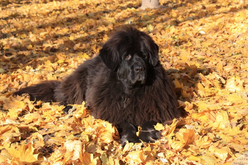 Фото: ньюфаундленд CHansi iz Zolotogo Treugol'nika (Чанси из Золотого Треугольника)