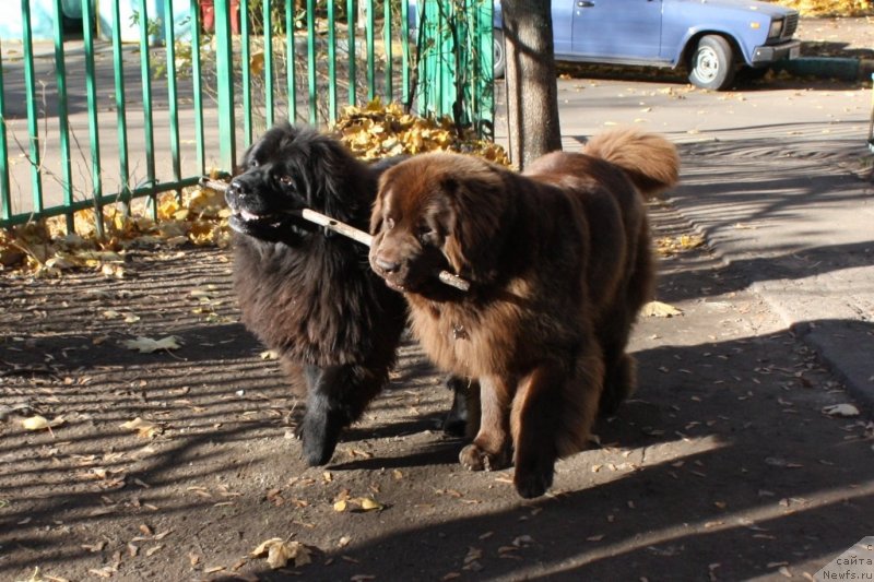 Фото: ньюфаундленд CHansi iz Zolotogo Treugol'nika (Чанси из Золотого Треугольника), ньюфаундленд Chernyi Sharm Angel'skaya Krasota (Черный Шарм Ангельская Красота)