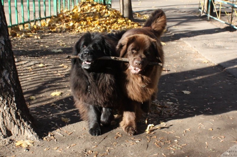 Фото: ньюфаундленд CHansi iz Zolotogo Treugol'nika (Чанси из Золотого Треугольника), ньюфаундленд Chernyi Sharm Angel'skaya Krasota (Черный Шарм Ангельская Красота)