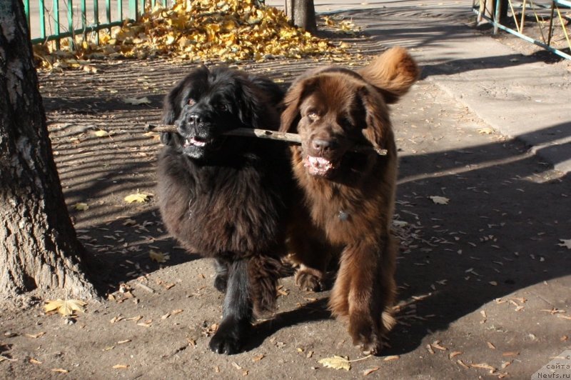 Фото: ньюфаундленд CHansi iz Zolotogo Treugol'nika (Чанси из Золотого Треугольника), ньюфаундленд Chernyi Sharm Angel'skaya Krasota (Черный Шарм Ангельская Красота)