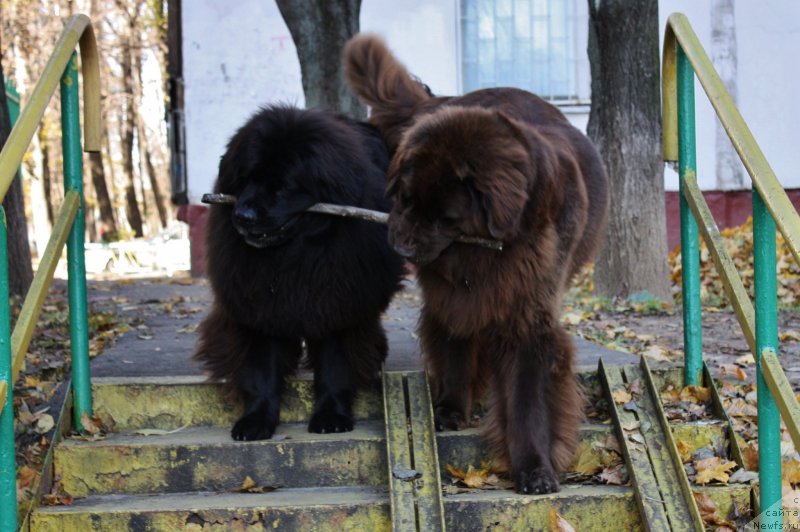 Фото: ньюфаундленд CHansi iz Zolotogo Treugol'nika (Чанси из Золотого Треугольника), ньюфаундленд Chernyi Sharm Angel'skaya Krasota (Черный Шарм Ангельская Красота)