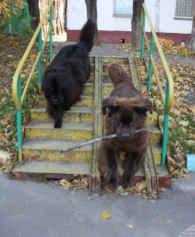 Фото: ньюфаундленд CHansi iz Zolotogo Treugol'nika (Чанси из Золотого Треугольника), ньюфаундленд Chernyi Sharm Angel'skaya Krasota (Черный Шарм Ангельская Красота)