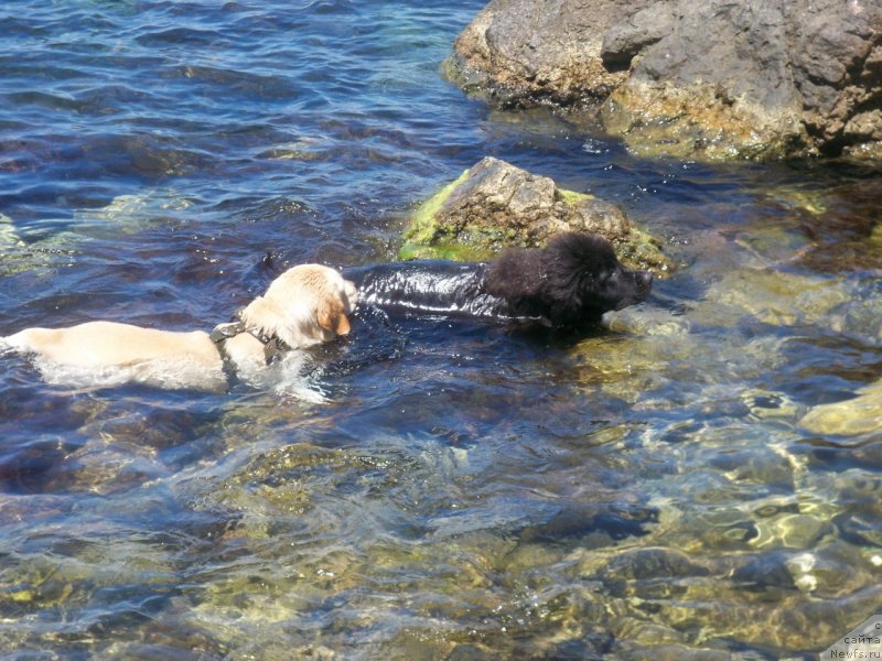 Фото: ньюфаундленд Sun Sheikh Bavariya Belle (Сан Шейх Бавария Бель)