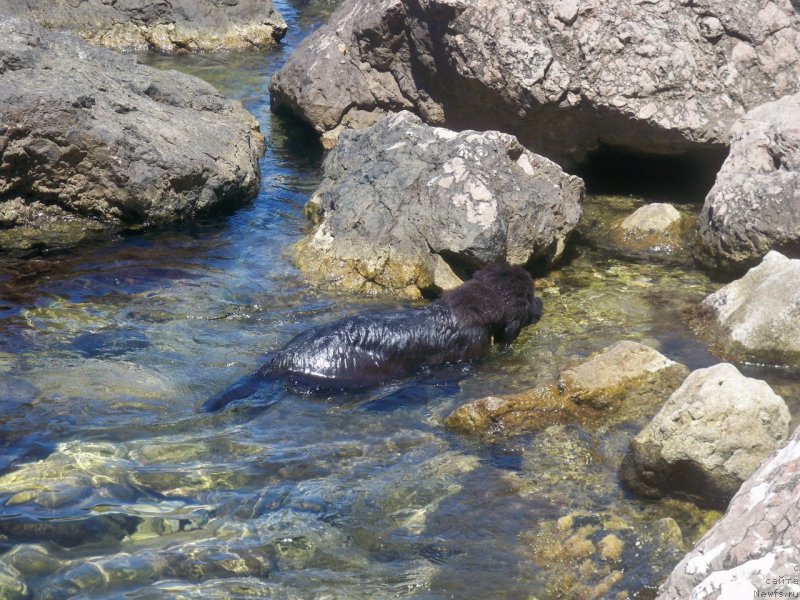 Фото: ньюфаундленд Sun Sheikh Bavariya Belle (Сан Шейх Бавария Бель)