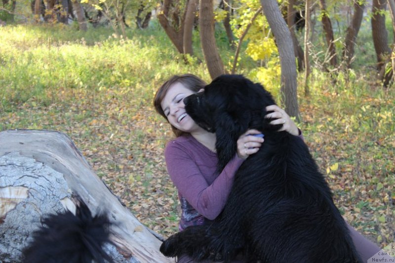 Фото: Tat'yana Tihonova (Татьяна Тихонова), ньюфаундленд Celesta Sozvezdie Istini