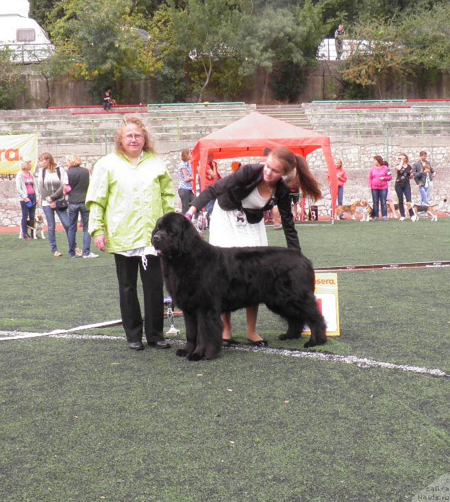 Фото: ньюфаундленд Zhdanny Syn Vialiki Miadzvedz