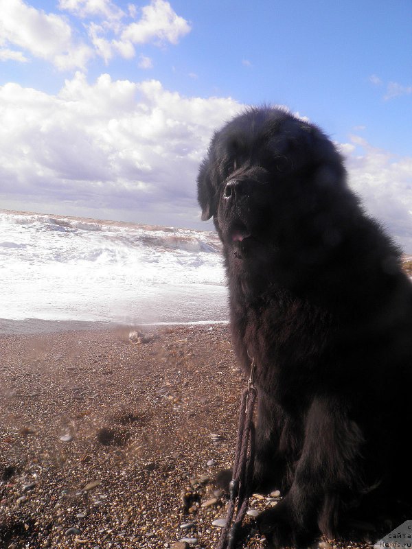 Фото: ньюфаундленд Zhdanny Syn Vialiki Miadzvedz