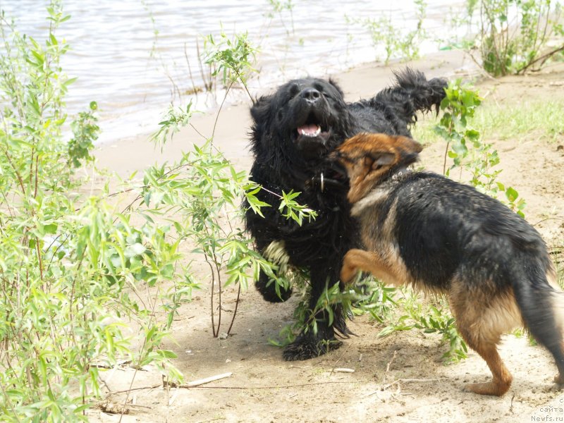 Фото: ньюфаундленд Pontus Pit (Понтус Пит)