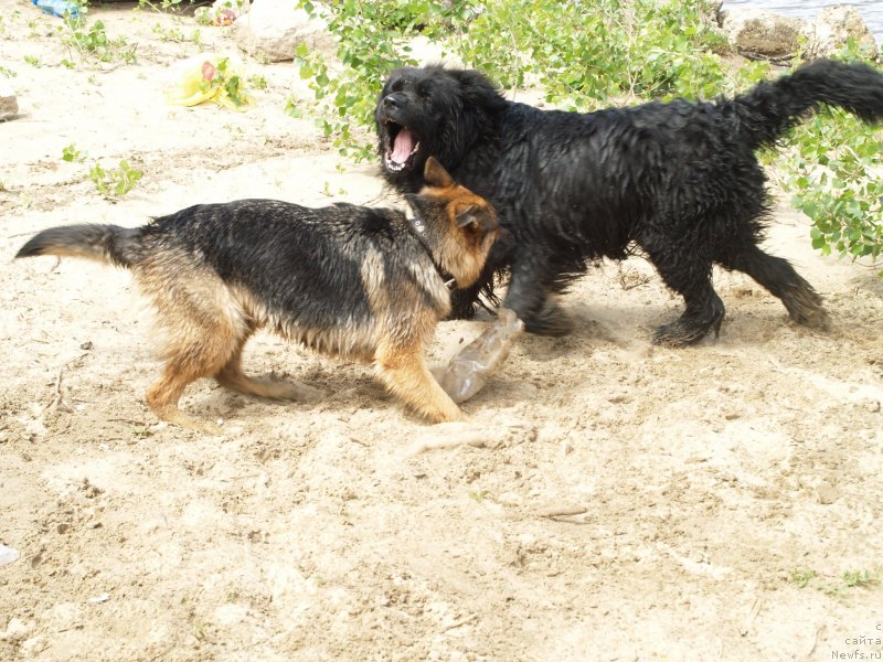Фото: ньюфаундленд Pontus Pit (Понтус Пит), Дуська