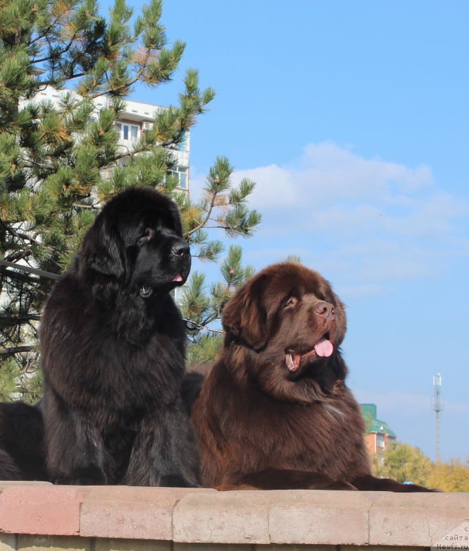 Фото: ньюфаундленд Aquatoriya Kelvin Rise After Me (Акватория Келвин Райз Афтэ Ми), ньюфаундленд King of Helluland Just Love