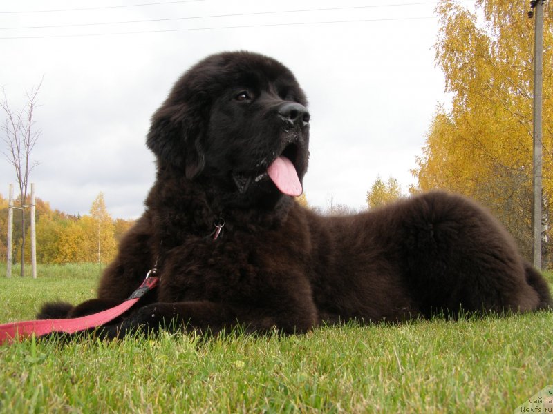 Фото: ньюфаундленд Chernaya Mafia Maybe She Will (Черная Мафия Маубе Ше Вилл)