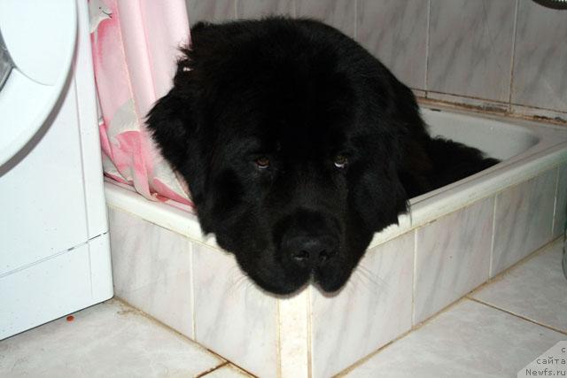 Фото: ньюфаундленд Potap Fidel' (Потап Фидель)