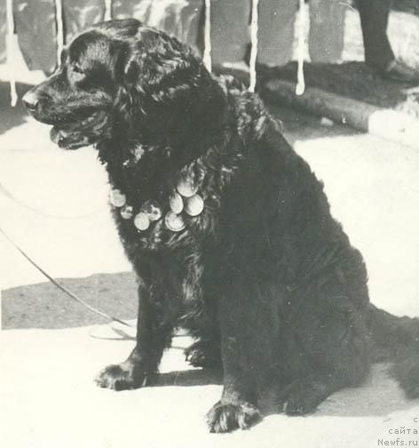 Фото: ньюфаундленд Ayna (Айна)