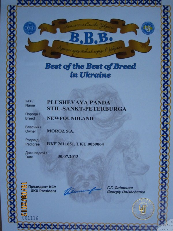 Фото: ньюфаундленд Plyushevaya Panda Stil'-Sankt-Peterburga (Плюшевая Панда Стиль-Санкт-Петербурга)