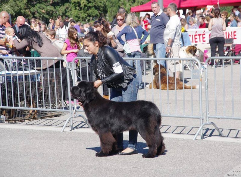 Фото: O'Kasha As An Highland And Midnight Bear (дочка ), ньюфаундленд Inflame My Heart Midnight Bear, и, ньюфаундленд Daze Everyone Midnight Bear, 1 год