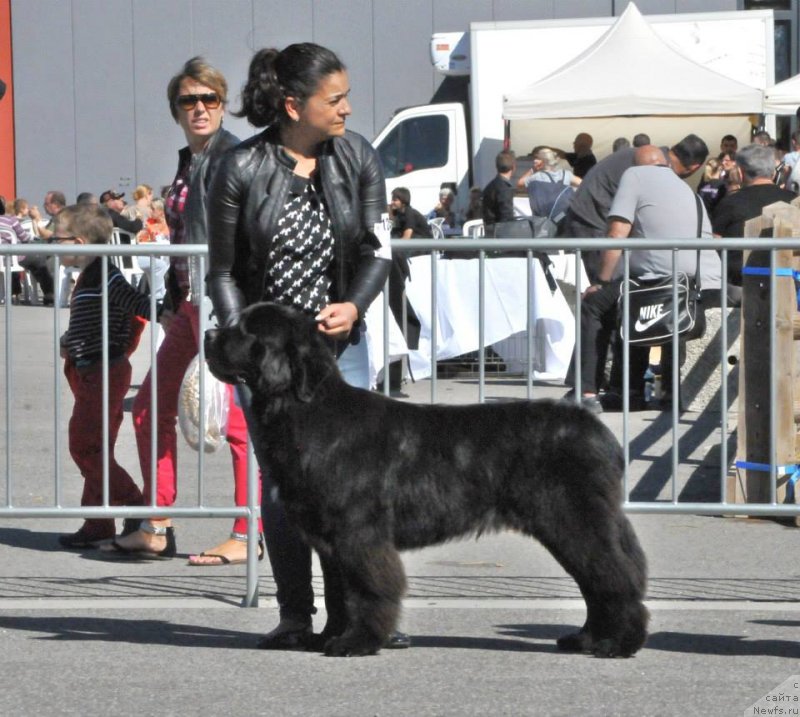 Фото: O'kasha as an Highland and Midnight Bear, СACIB Avignon (France)- Best Junior (1 год), (, ньюфаундленд Inflame My Heart Midnight Bear, +, ньюфаундленд Daze Everyone Midnight Bear