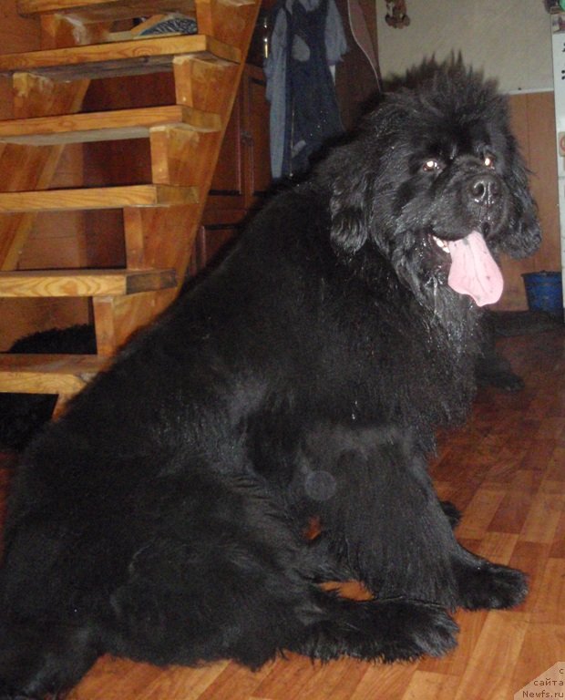 Фото: ньюфаундленд S'Nezhnaya Vjuga Armando Parusso (С'Нежная Вьюга Армандо Паруссо)