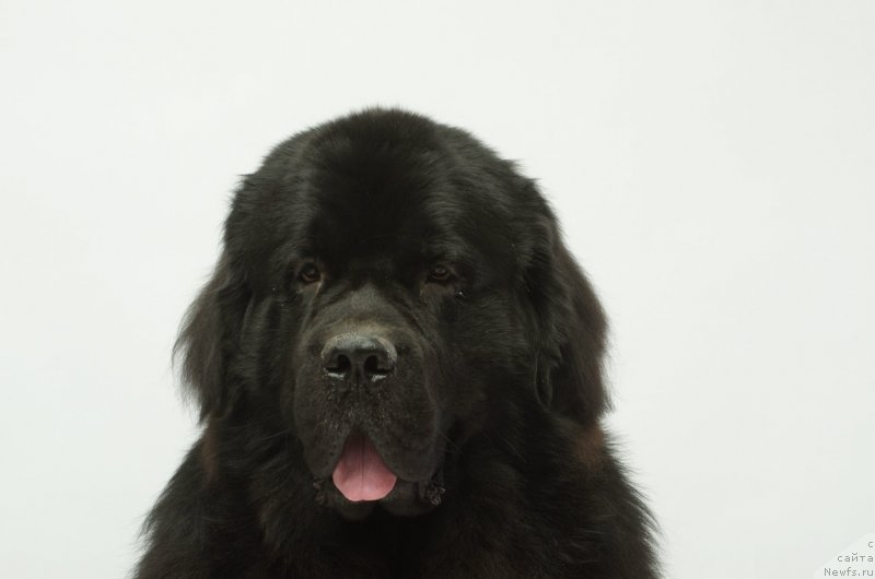 Фото: ньюфаундленд Princ Al'finskiy (Принц Альфинский)