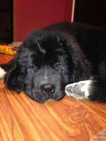 Фото: ньюфаундленд Akvian Song Ledi In Blyek (Аквиан Сонг Леди Ин Блэк)