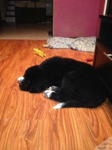 Фото: ньюфаундленд Akvian Song Ledi In Blyek (Аквиан Сонг Леди Ин Блэк)