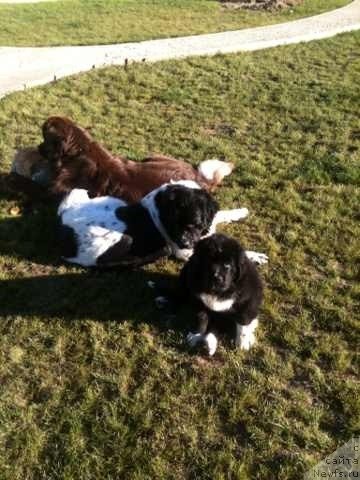 Фото: ньюфаундленд Sent Djons Viva Viktoria (Сент Джонс Вива Виктория), ньюфаундленд Van Len Taym Jenev'eva (Ван Лен Тайм Женевьева), ньюфаундленд Akvian Song Ledi In Blyek (Аквиан Сонг Леди Ин Блэк)