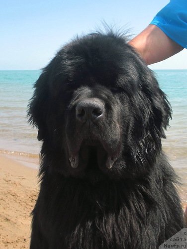 Фото: ньюфаундленд Keeper Soul Esaul (Кипер Соул Есаул)