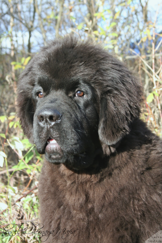 Фотография № 136761