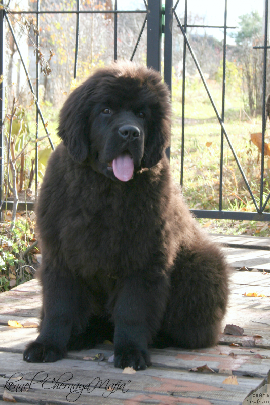 Фотография № 136762