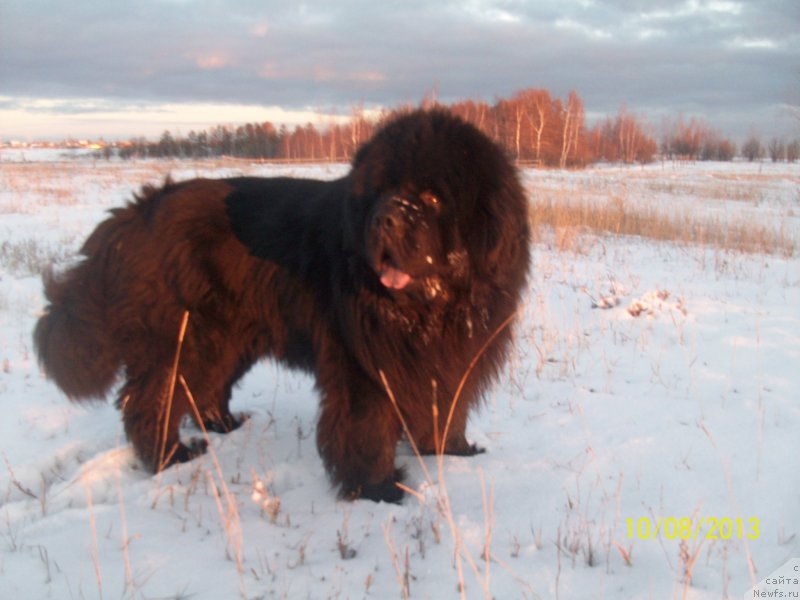 Фото: ньюфаундленд Karat iz Medvejyego Yara (Карат из Медвежьего Яра)