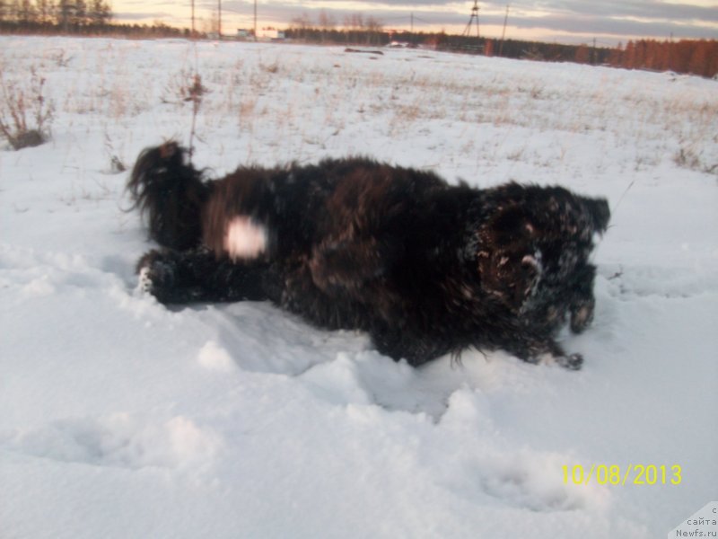 Фото: ньюфаундленд Yarada iz Sibirskoy Glubinki (Ярада из Сибирской Глубинки)