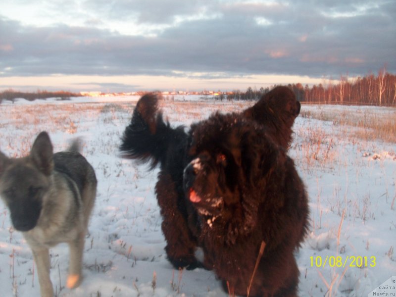 Фото: ньюфаундленд Yarada iz Sibirskoy Glubinki (Ярада из Сибирской Глубинки)