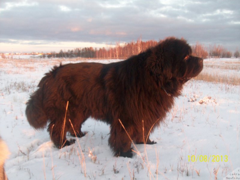 Фото: ньюфаундленд Karat iz Medvejyego Yara (Карат из Медвежьего Яра)