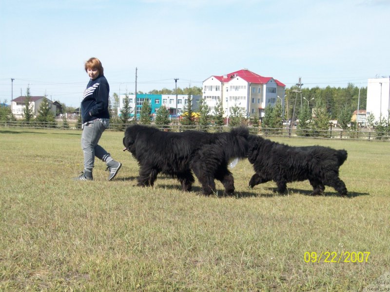 Фото: ньюфаундленд Yarada iz Sibirskoy Glubinki (Ярада из Сибирской Глубинки), ньюфаундленд Karat iz Medvejyego Yara (Карат из Медвежьего Яра), Natal'ya Berejneva (Наталья Бережнева)