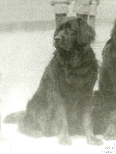 Фото: ньюфаундленд Ara (Ара)