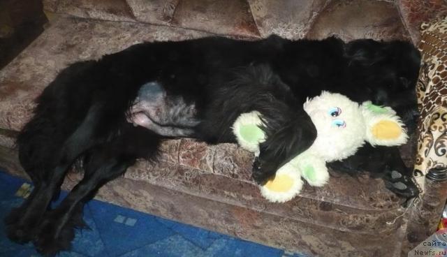 Фото: ньюфаундленд Undina Bell-Ail ot Tsatsyby (Ундина Белл-Айл от Цацибы)