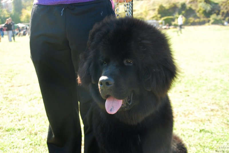 Фото: ньюфаундленд Spart Great Bavariya Bell (Спарт Грейт Бавария Бель), Kristina Mamon (Кристина Мамон)