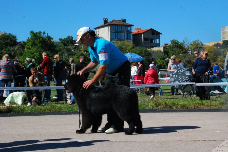 Фото: ньюфаундленд Spart Great Bavariya Bell (Спарт Грейт Бавария Бель), Игорь