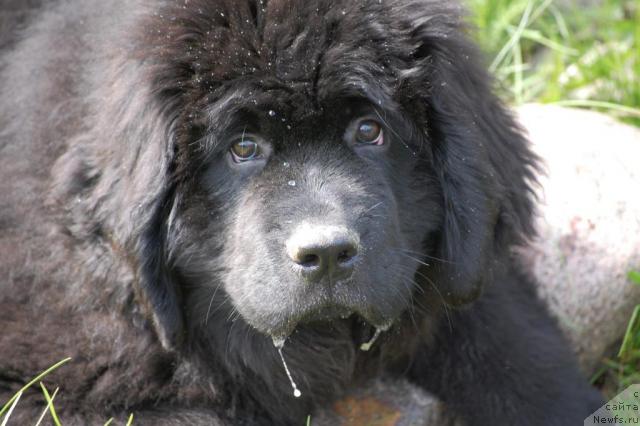 Фото: ньюфаундленд Pitern'yuf Jiznennaya Neobhodimost' (Питерньюф Жизненная Необходимость)