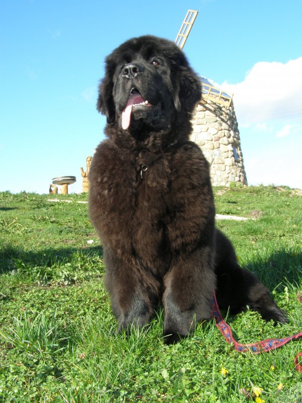 Фото: ньюфаундленд Chernaya Mafia Maybe She Will (Черная Мафия Маубе Ше Вилл)