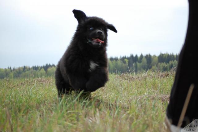 Фото: ньюфаундленд Pitern'yuf Jiznennaya Neobhodimost' (Питерньюф Жизненная Необходимость)