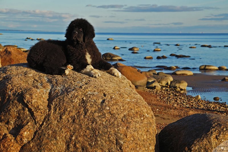 Фото: ньюфаундленд Piternyuf Omnia Vincet Amor (Питерньюф Омниа Винсет Амор)