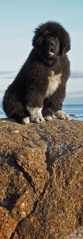 Фото: ньюфаундленд Piternyuf Omnia Vincet Amor (Питерньюф Омниа Винсет Амор)