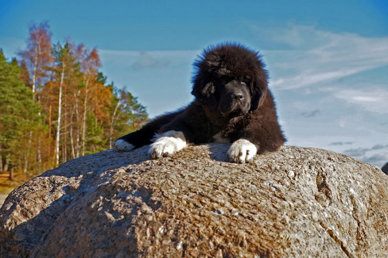 Фото: ньюфаундленд Piternyuf Omnia Vincet Amor (Питерньюф Омниа Винсет Амор)