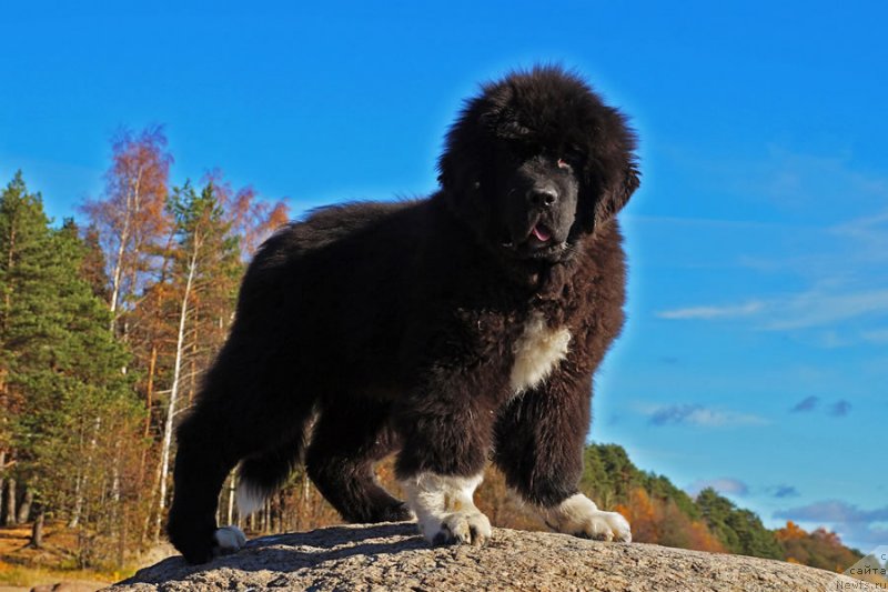 Фото: ньюфаундленд Piternyuf Omnia Vincet Amor (Питерньюф Омниа Винсет Амор)