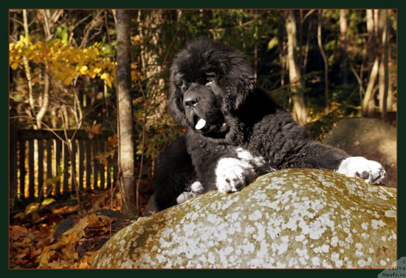 Фото: ньюфаундленд Piternyuf Omnia Vincet Amor (Питерньюф Омниа Винсет Амор)